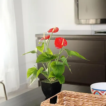 Prime Homes Laguna Small 1bd Ap